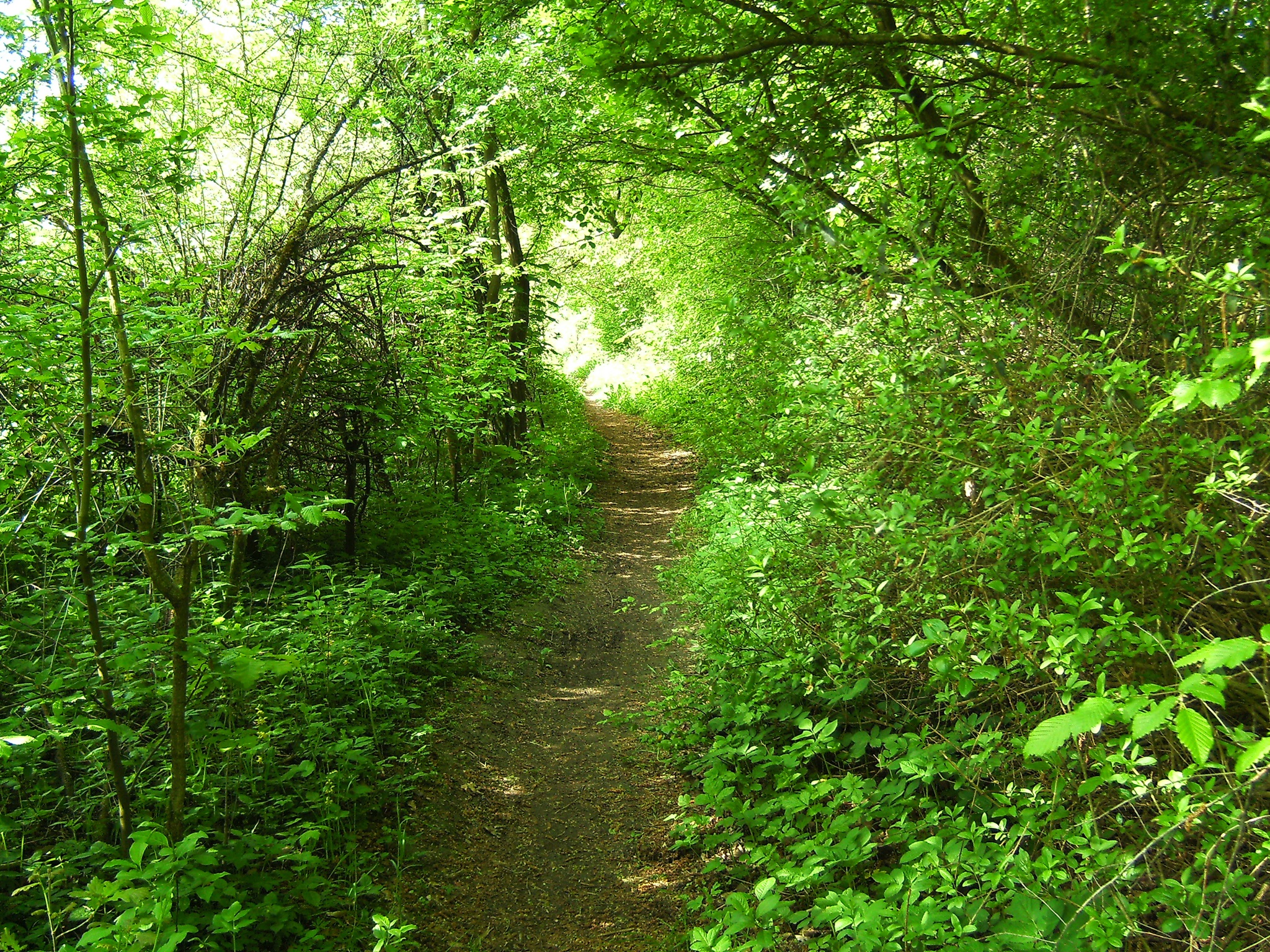 Waldpfad